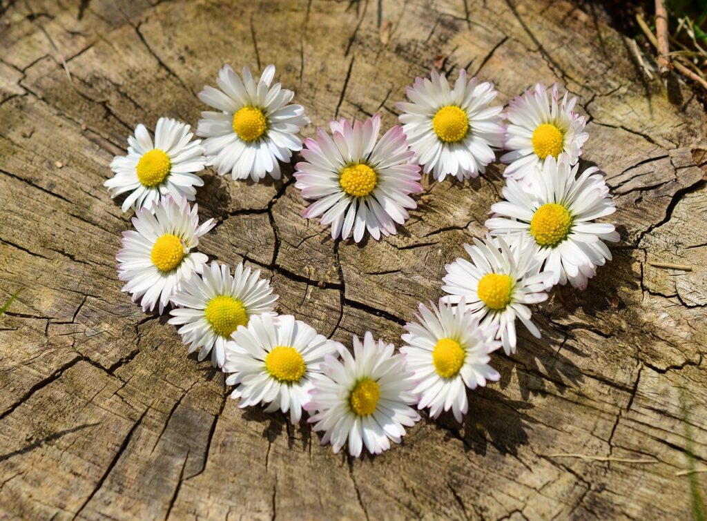 daisies, heart, flowers, white flowers, beautiful flowers, flower heart, spring, heart shaped, love, flower wallpaper, bloom, blossom, flower background, flora, nature