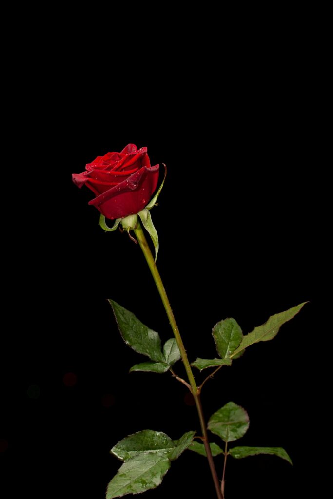 A vibrant red rose with dewdrops against a black background, symbolizing love and beauty.