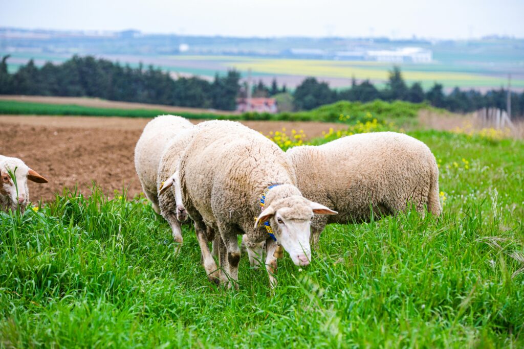 A group of sheep grazing in a verdant field with a scenic rural backdrop.